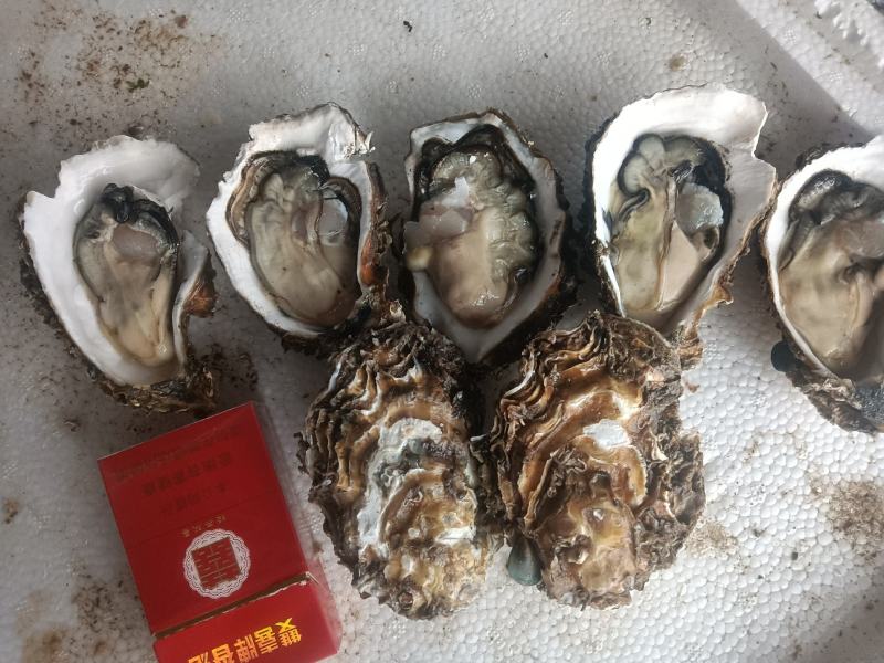 湛江肥蚝产地供应包肥场地现场视频一手货源。