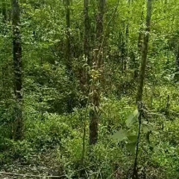 爱护公路树木，保持公路水土，建设绿色通道。