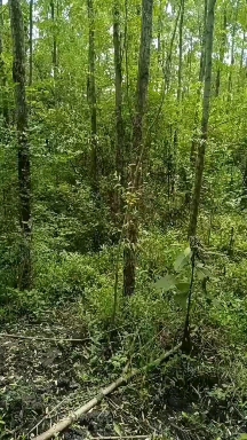 爱护公路树木，保持公路水土，建设绿色通道。