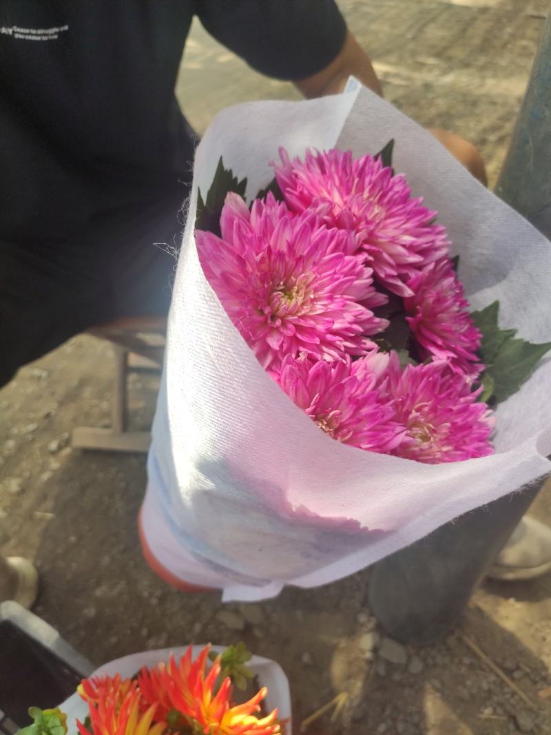 优质小丽花颜色齐全基地直发质量保证