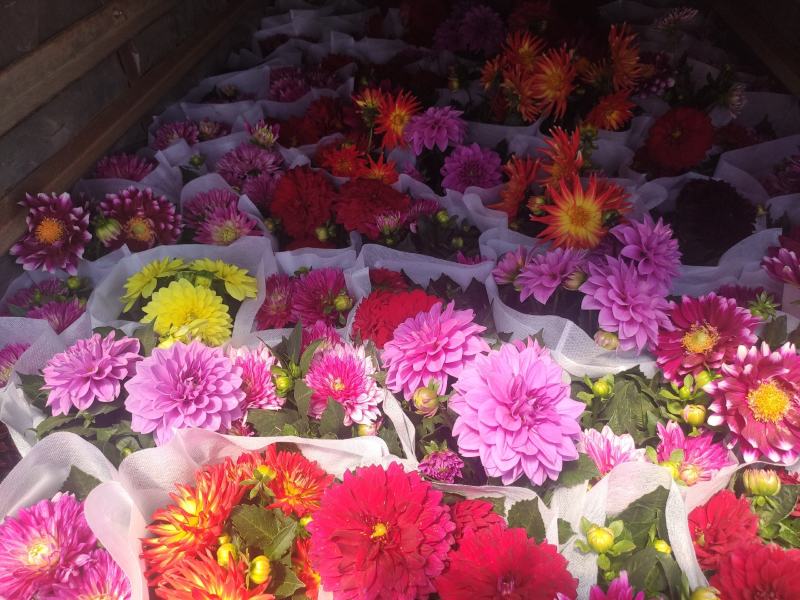 优质小丽花颜色齐全基地直发质量保证