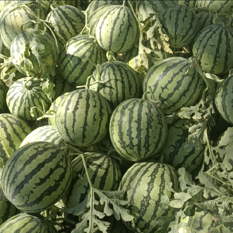 大量精品京欣系列西瓜，价格下跌，需要抓紧时间联系啦