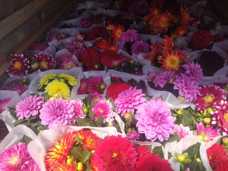 优质小丽花颜色齐全基地直发质量保证