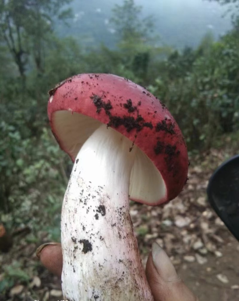 云南红菇
