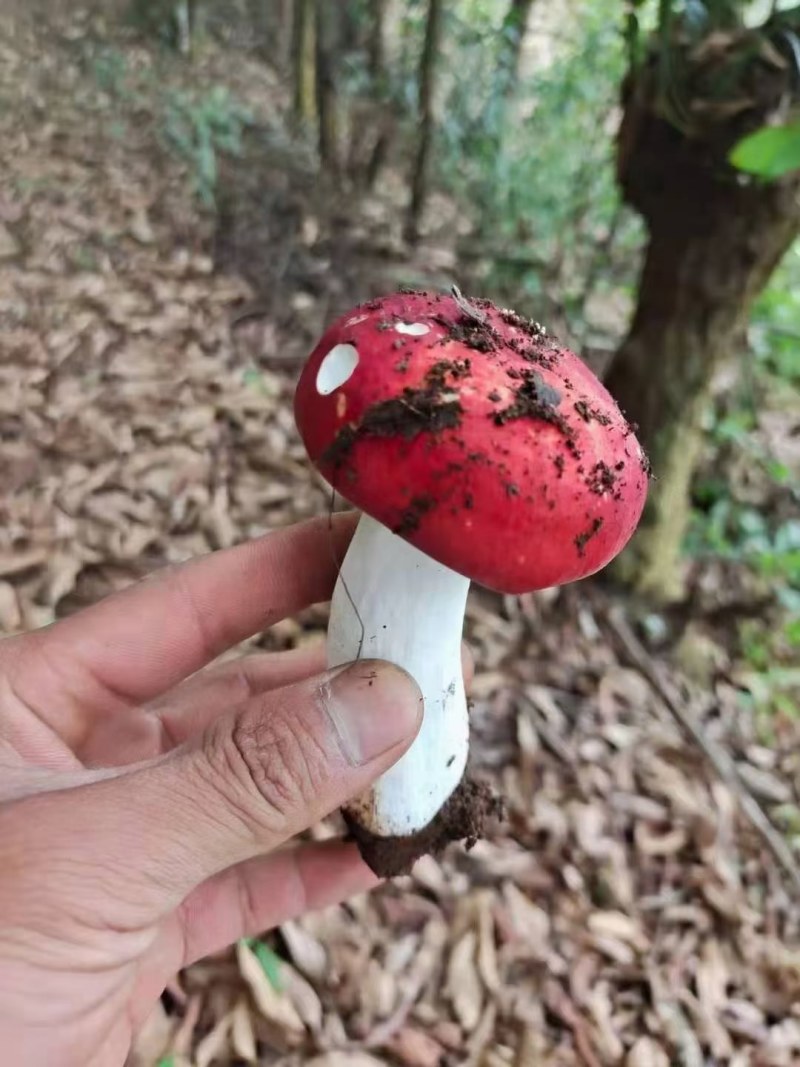 云南红菇