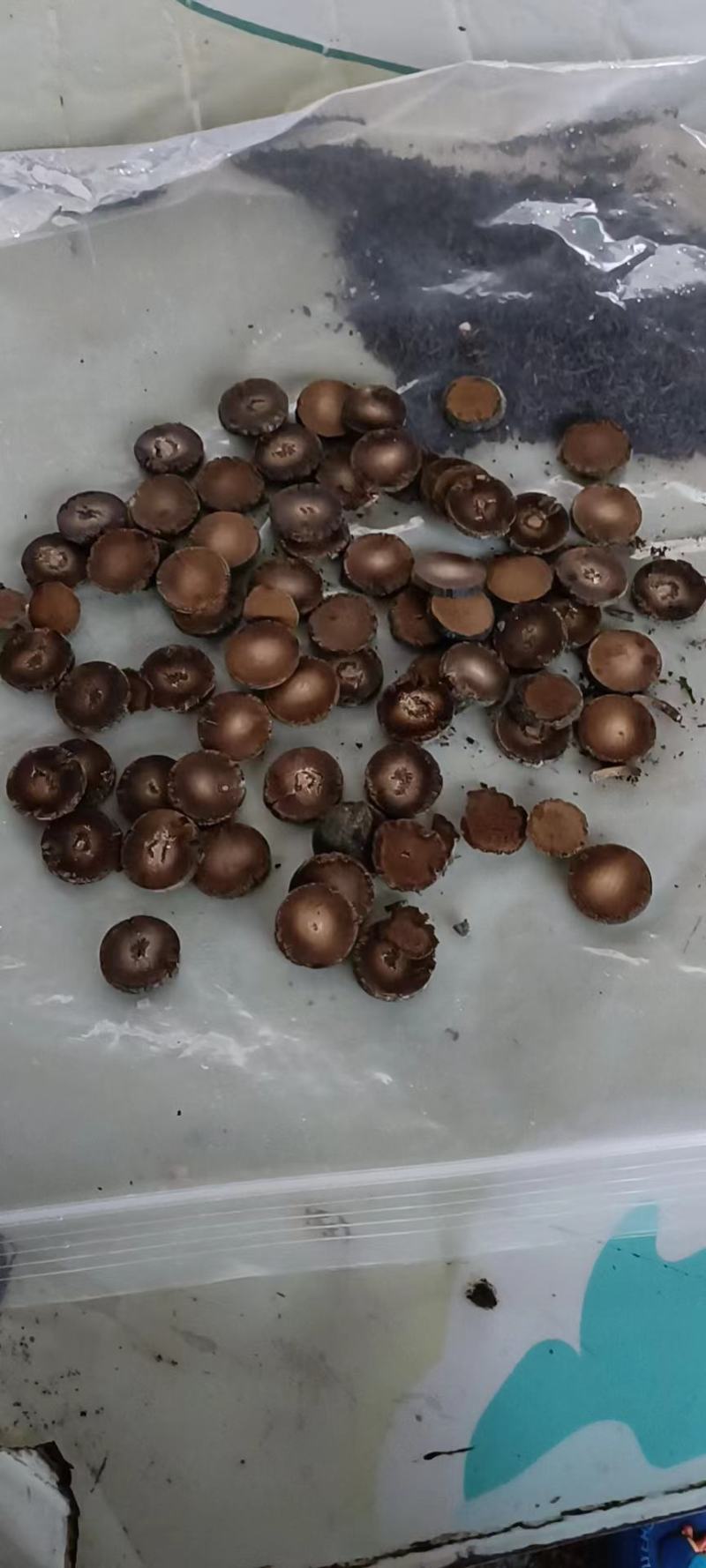 橘红果，造型果，切片橘红
