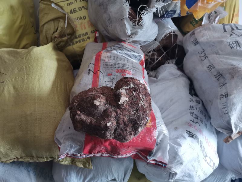 大别山岳西茯苓无硫中心丁统丁药厂货