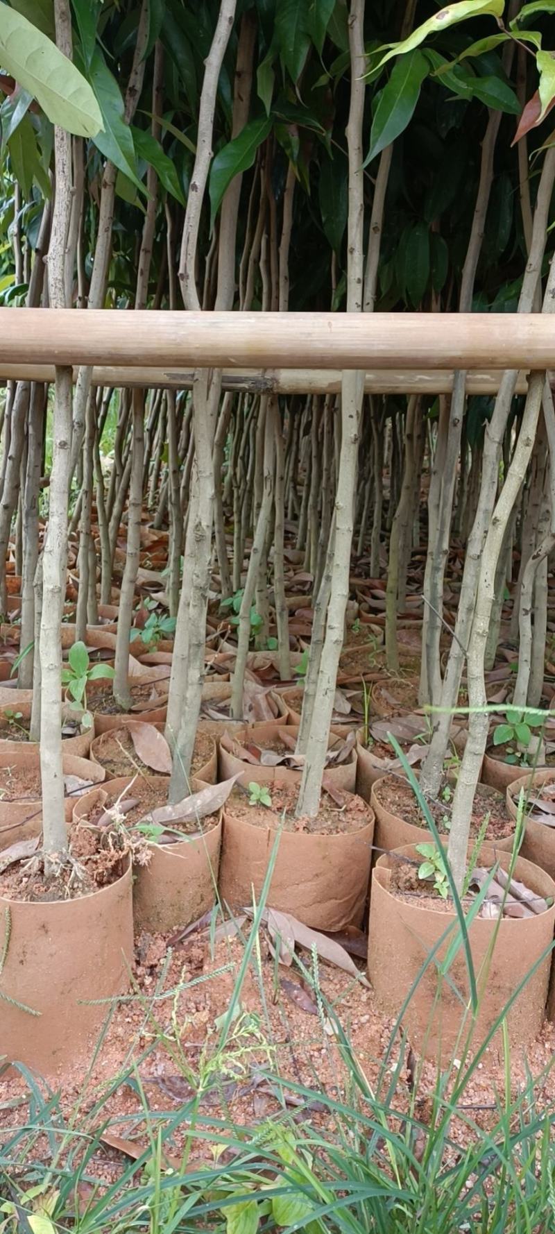 荔枝直生苗，征收苗，占地，杯苗高度160cm以上