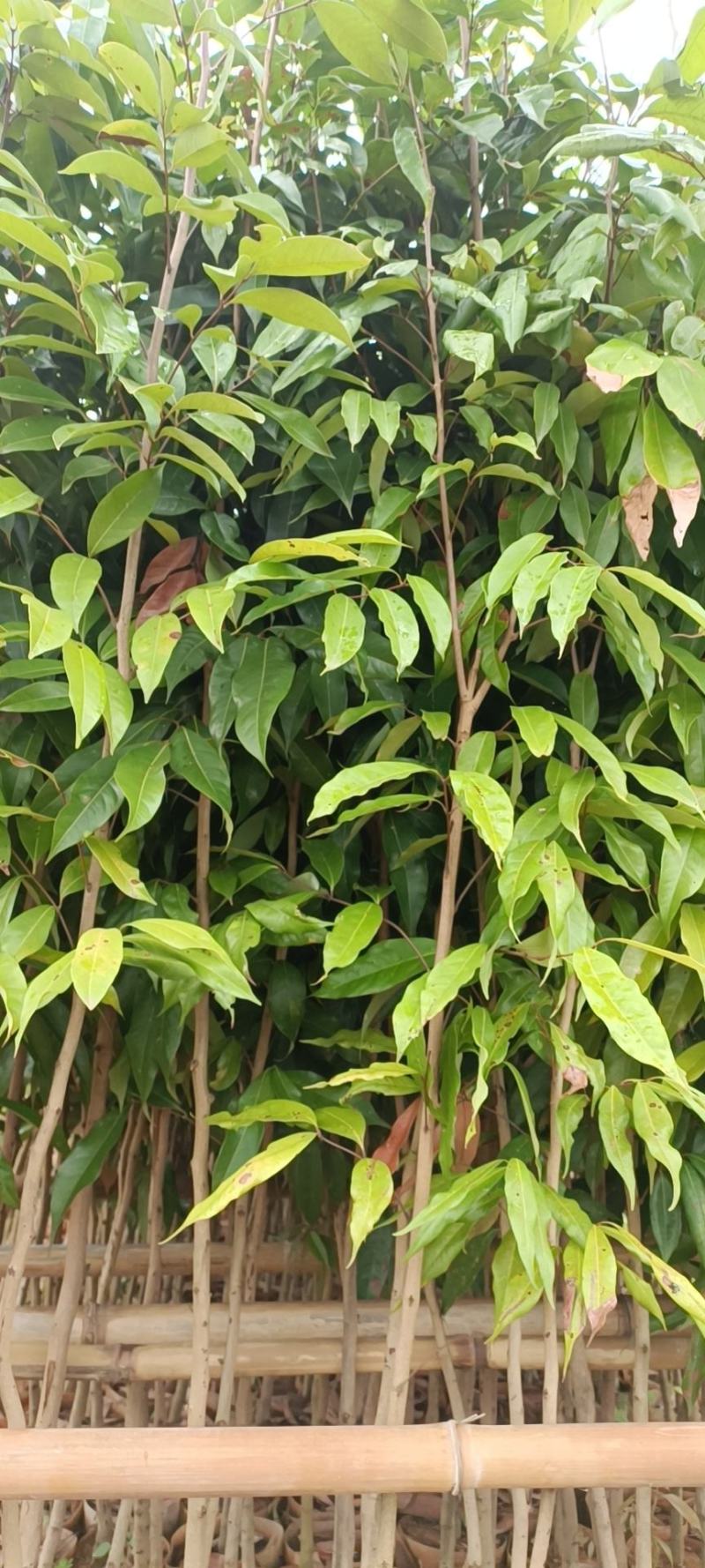 荔枝直生苗，征收苗，占地，杯苗高度160cm以上