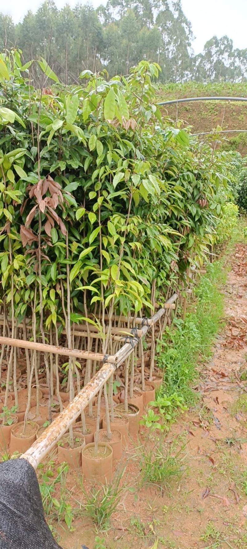 荔枝直生苗，征收苗，占地，杯苗高度160cm以上