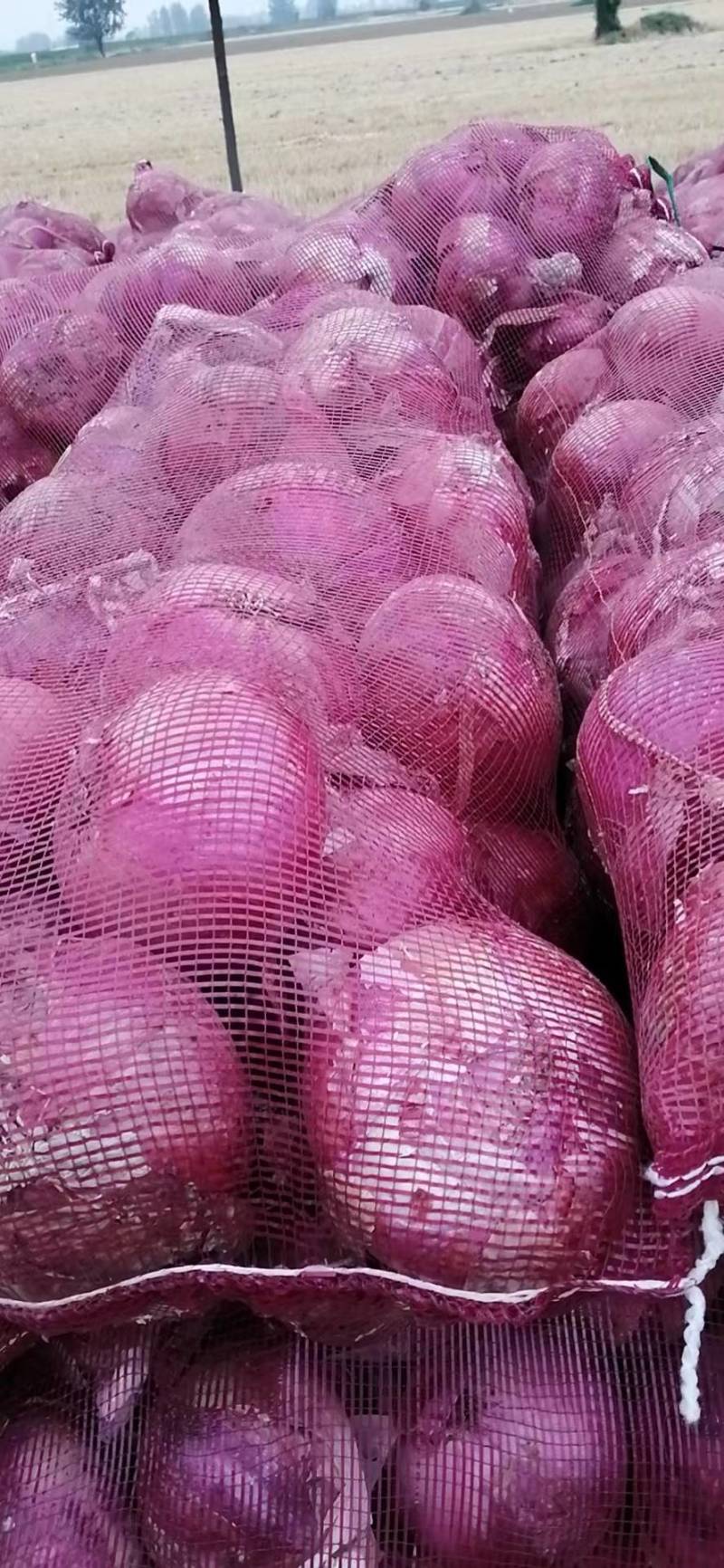 二红洋葱，新鲜洋葱
