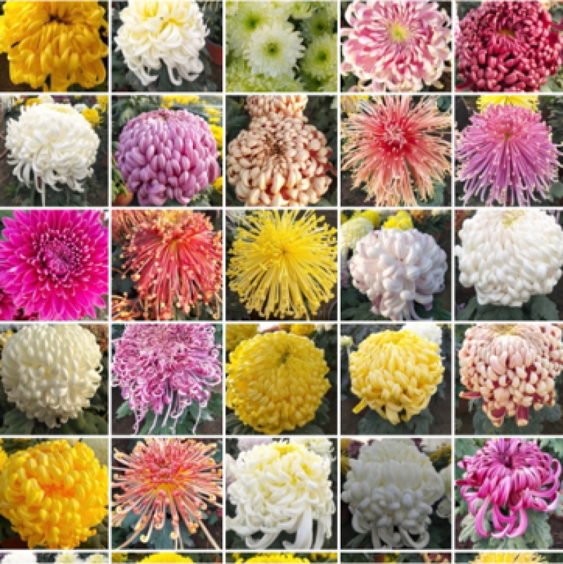 观赏菊，菊花苗基地现货直采！货源充足，接受预定