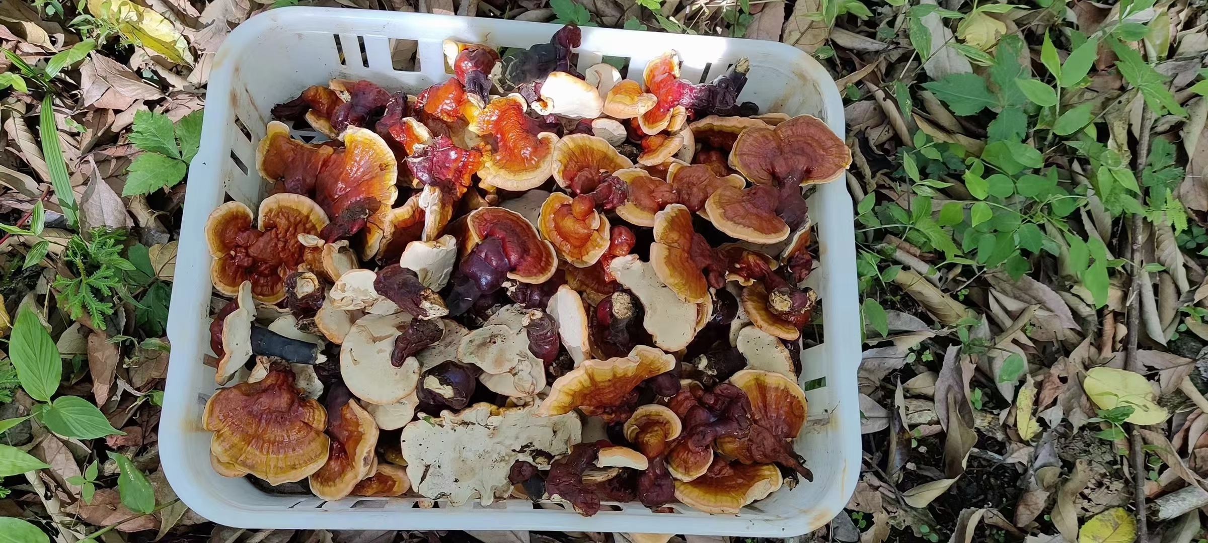 主播在山林中直播采集野生赤灵芝,增强消费者信任感 野生赤灵芝电商直播现场