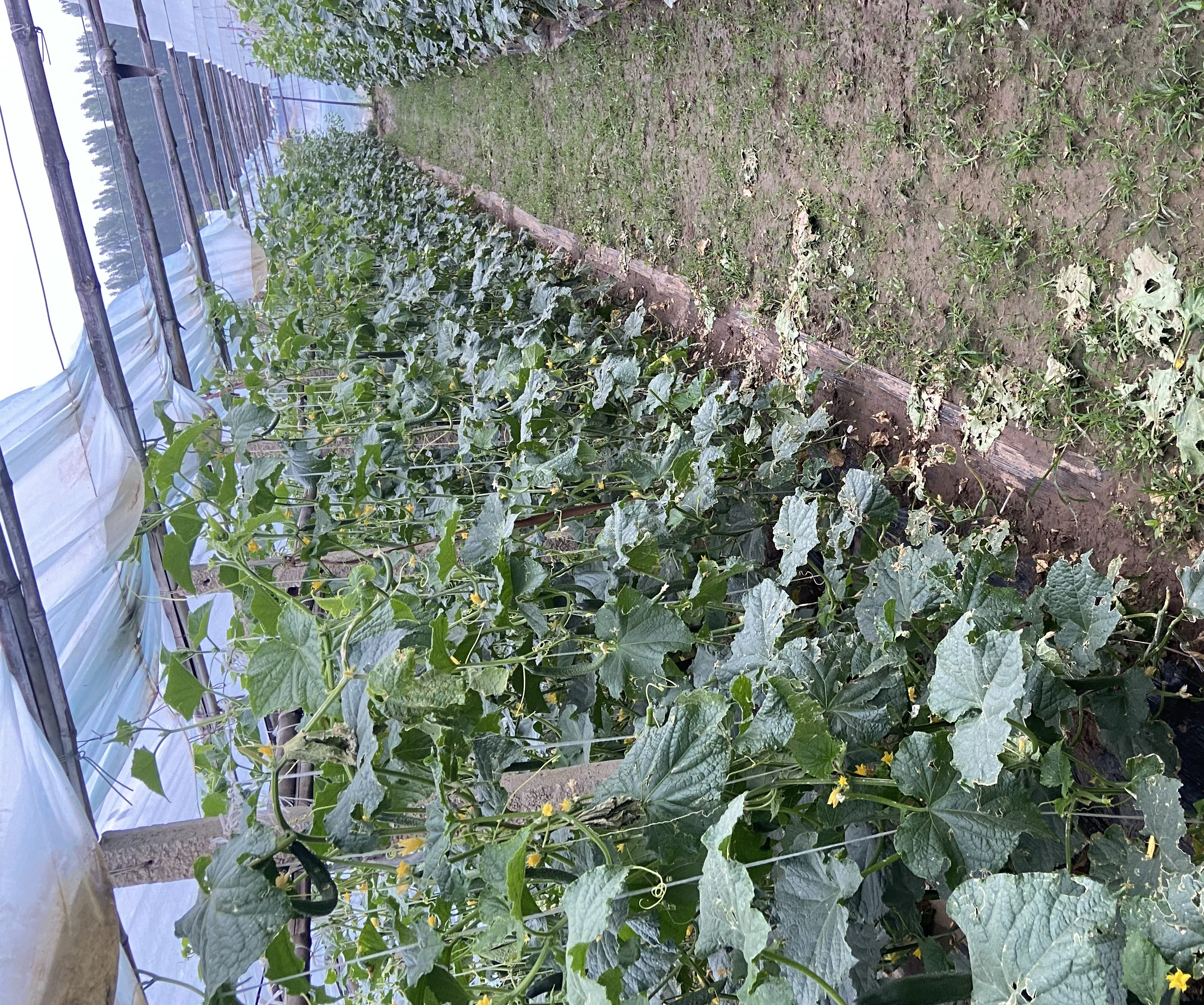 黄瓜种植管理示意图