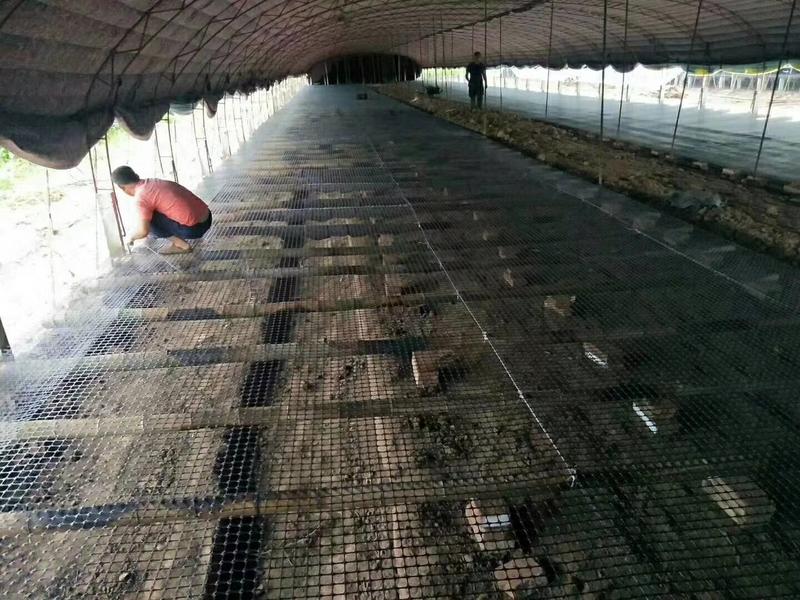 2厘米孔塑料围栏网圈地拦鸡防护网鸡鸭鹅漏粪网苗床网