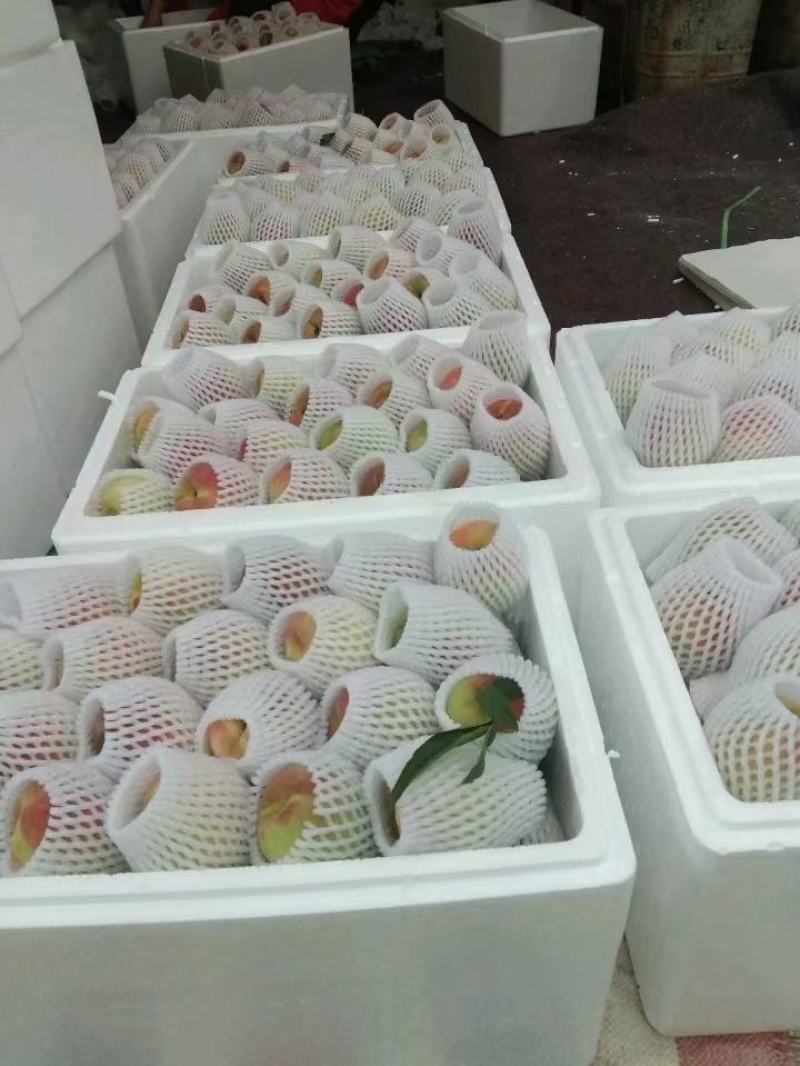 云南特产，云南开远鹰嘴蜜桃，支持一件代发
