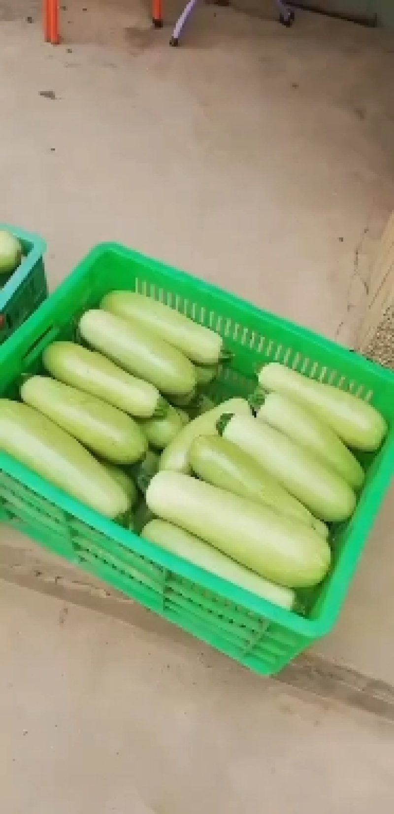 陕西西葫芦大棚西葫芦