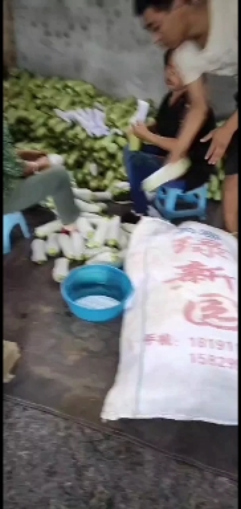 陕西西葫芦大棚西葫芦