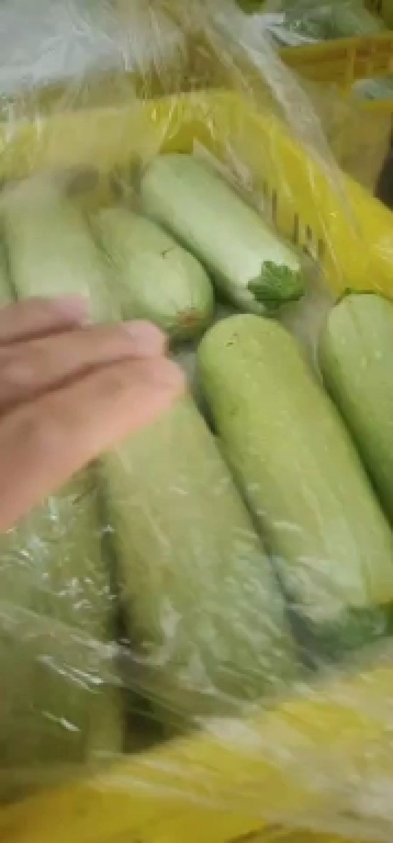 陕西西葫芦大棚西葫芦