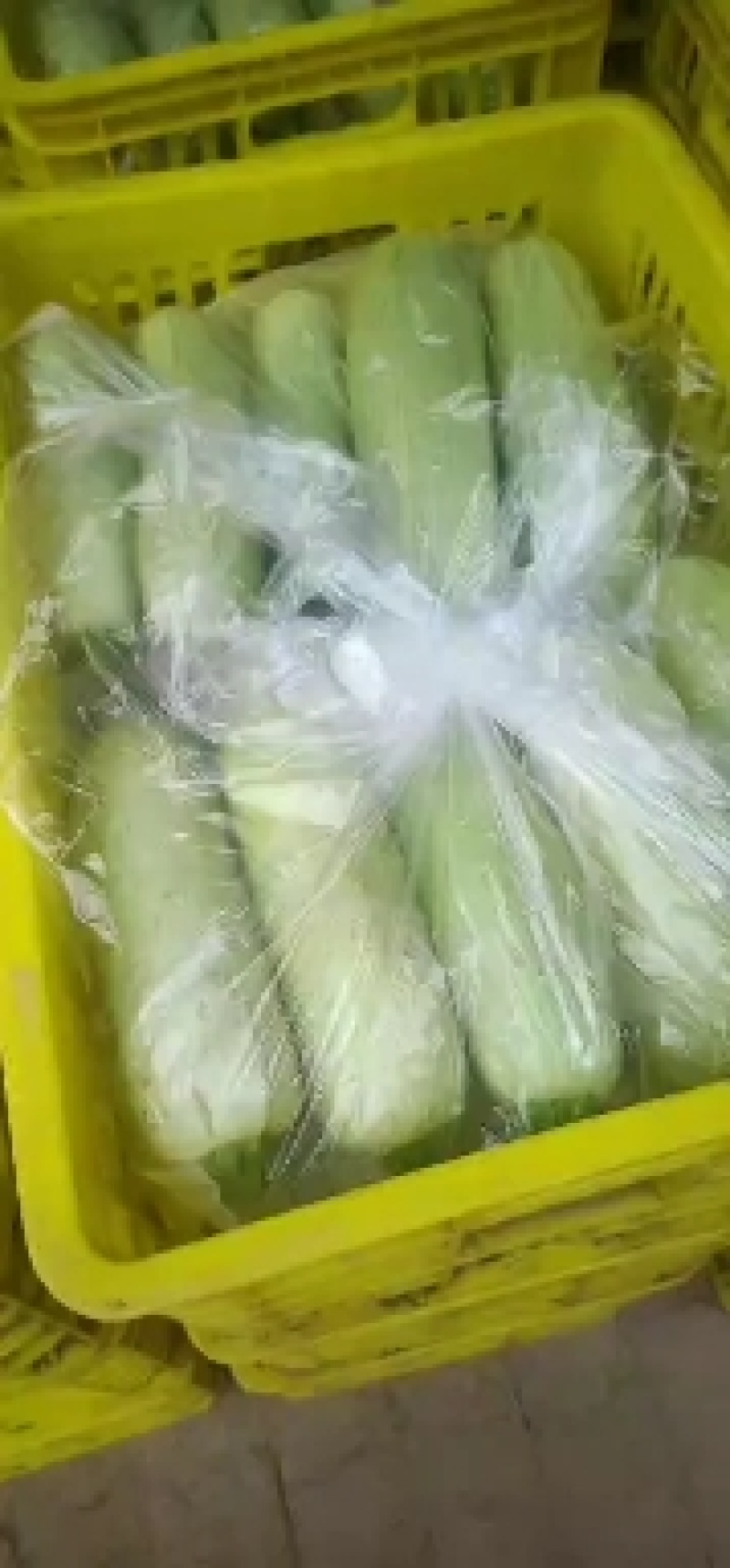 陕西西葫芦大棚西葫芦