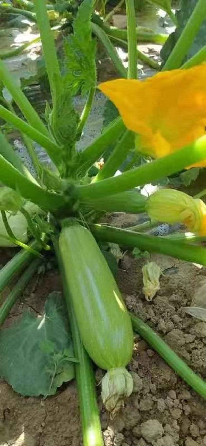 陕西西葫芦大棚西葫芦