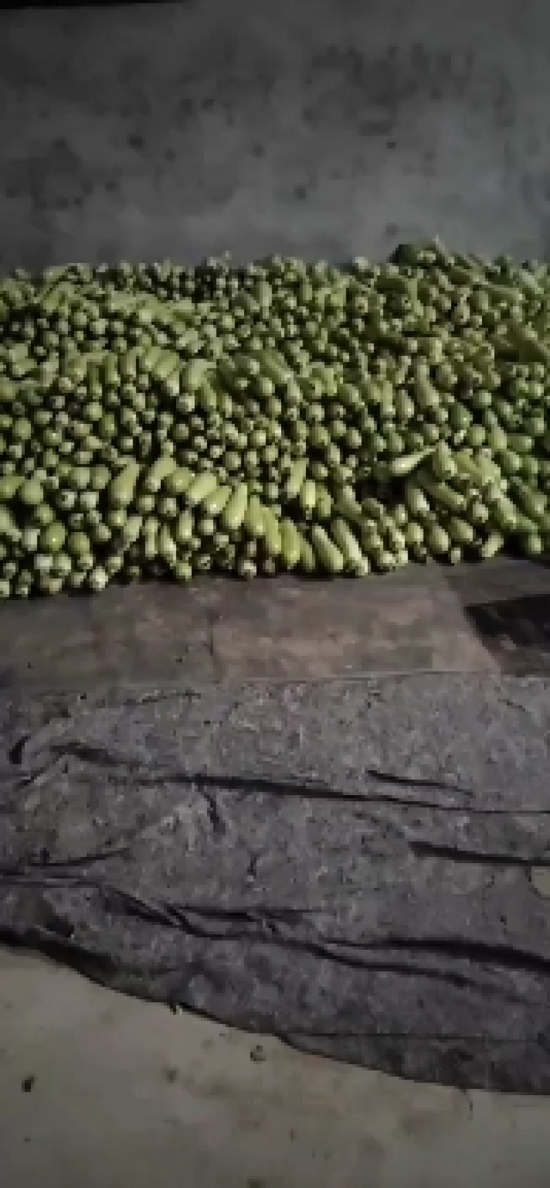 陕西西葫芦大棚西葫芦
