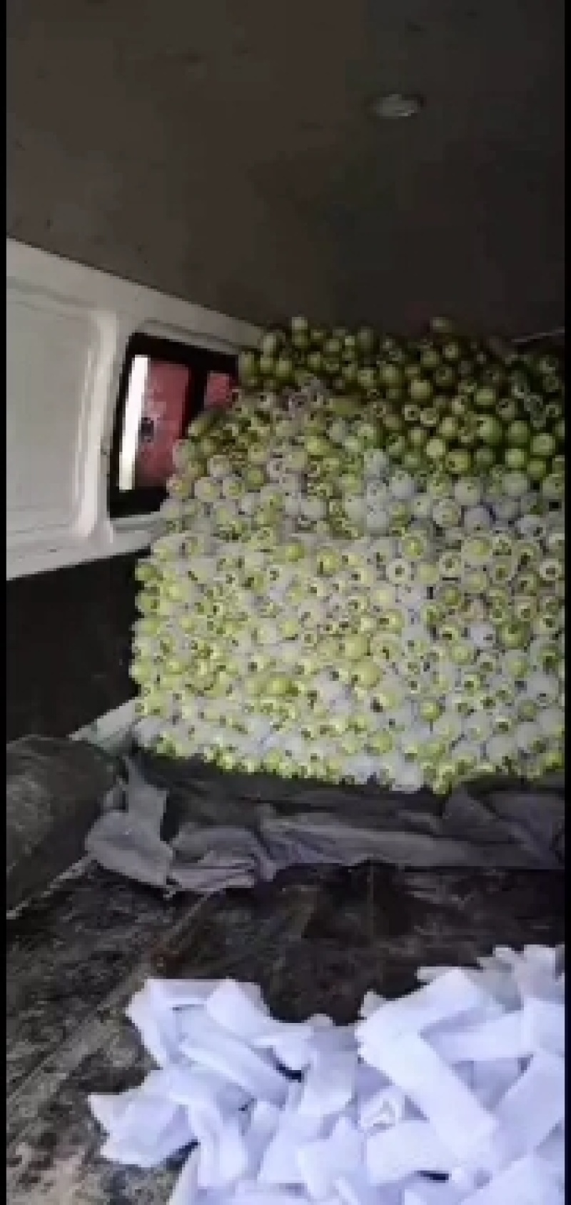 陕西西葫芦大棚西葫芦