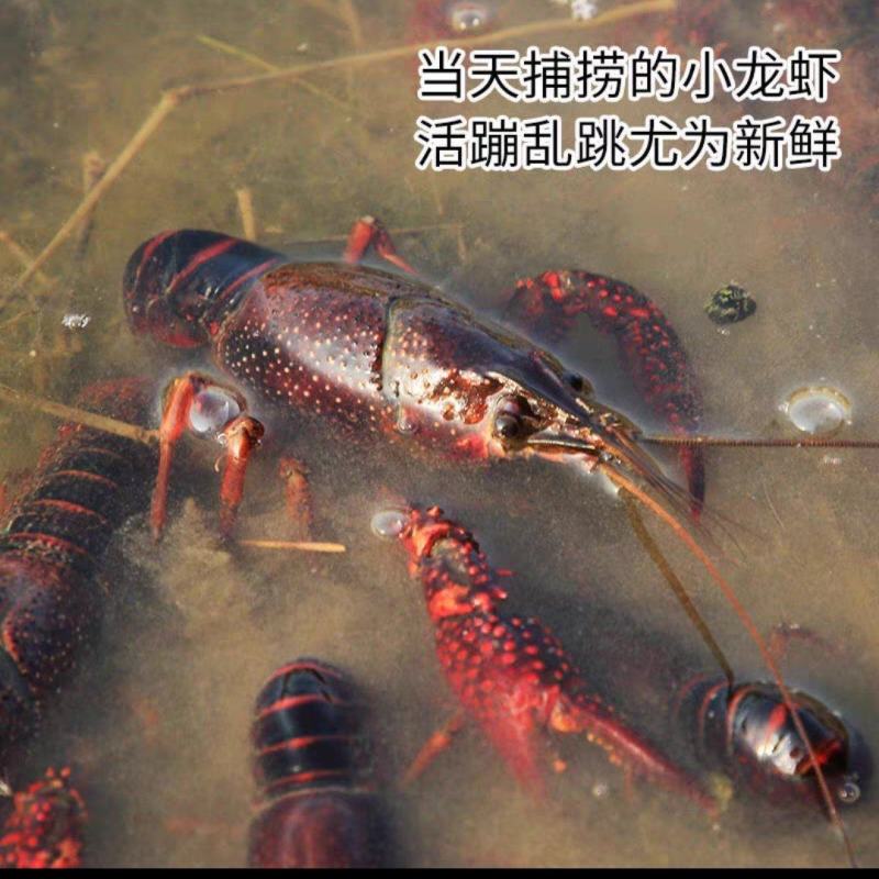 马鞍山市博望清水小龙虾