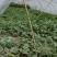 10年种植8424玉脆瓜皮薄瓜甜，产地直销
