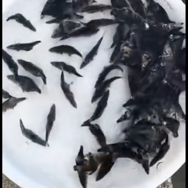 优质鳜鱼苗