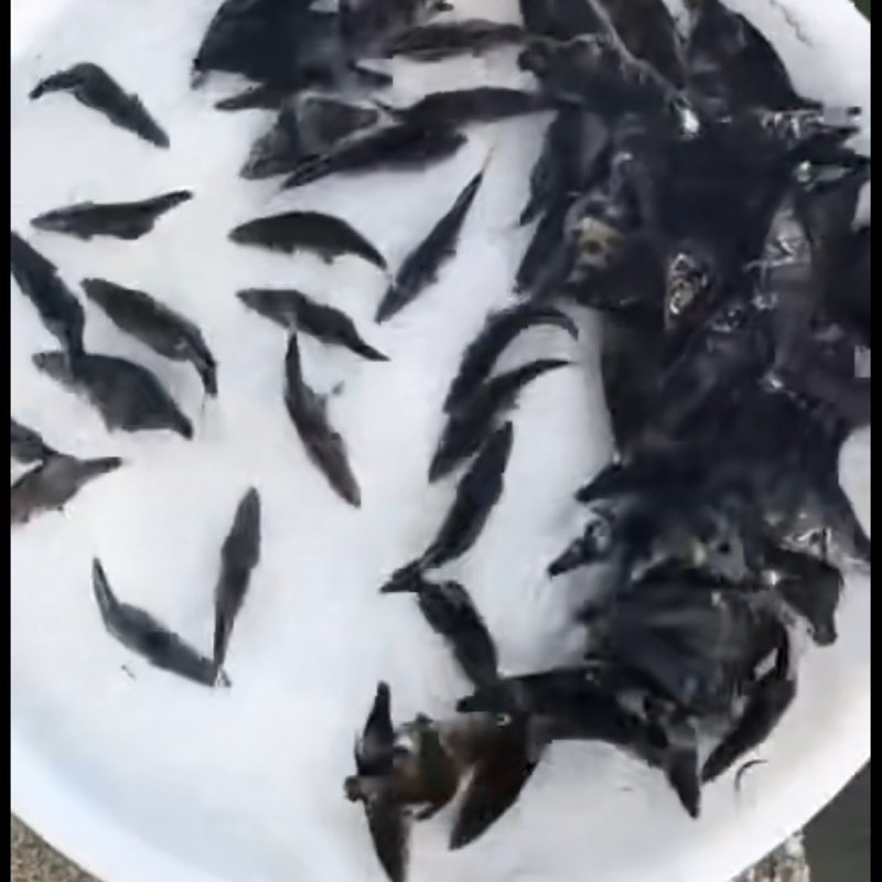 优质鳜鱼苗
