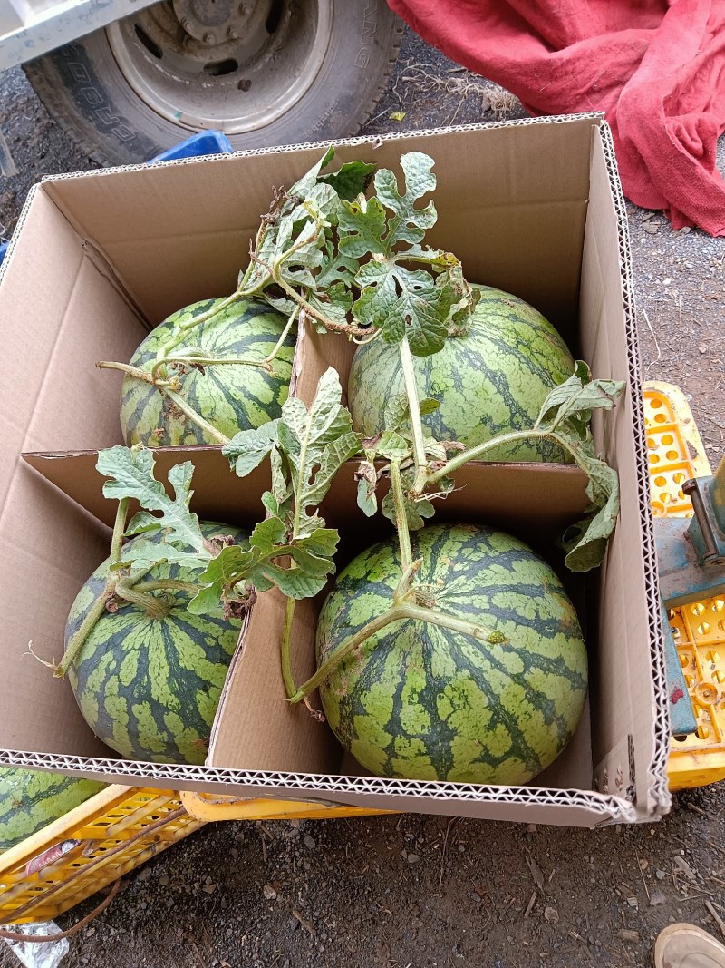 脆甜沙西瓜