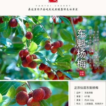 东魁杨梅