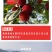 东魁杨梅