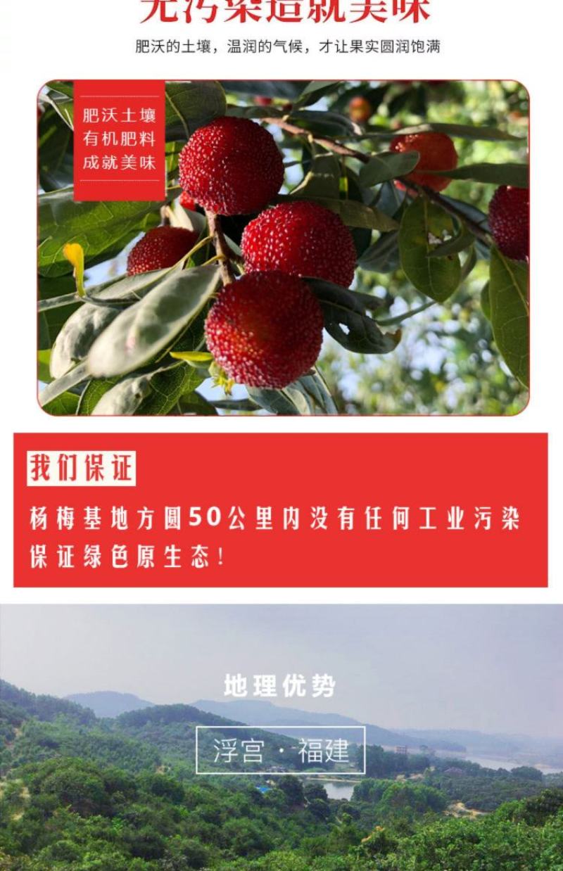 东魁杨梅