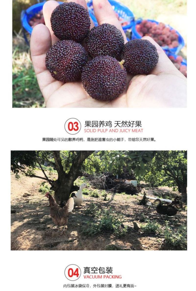东魁杨梅