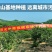 东魁杨梅