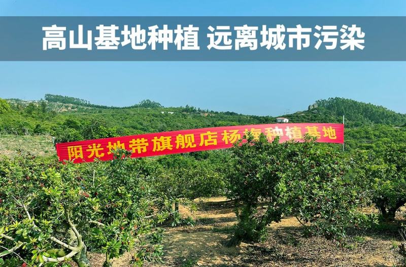 东魁杨梅