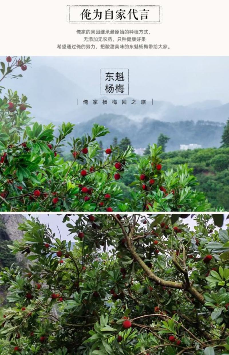 东魁杨梅