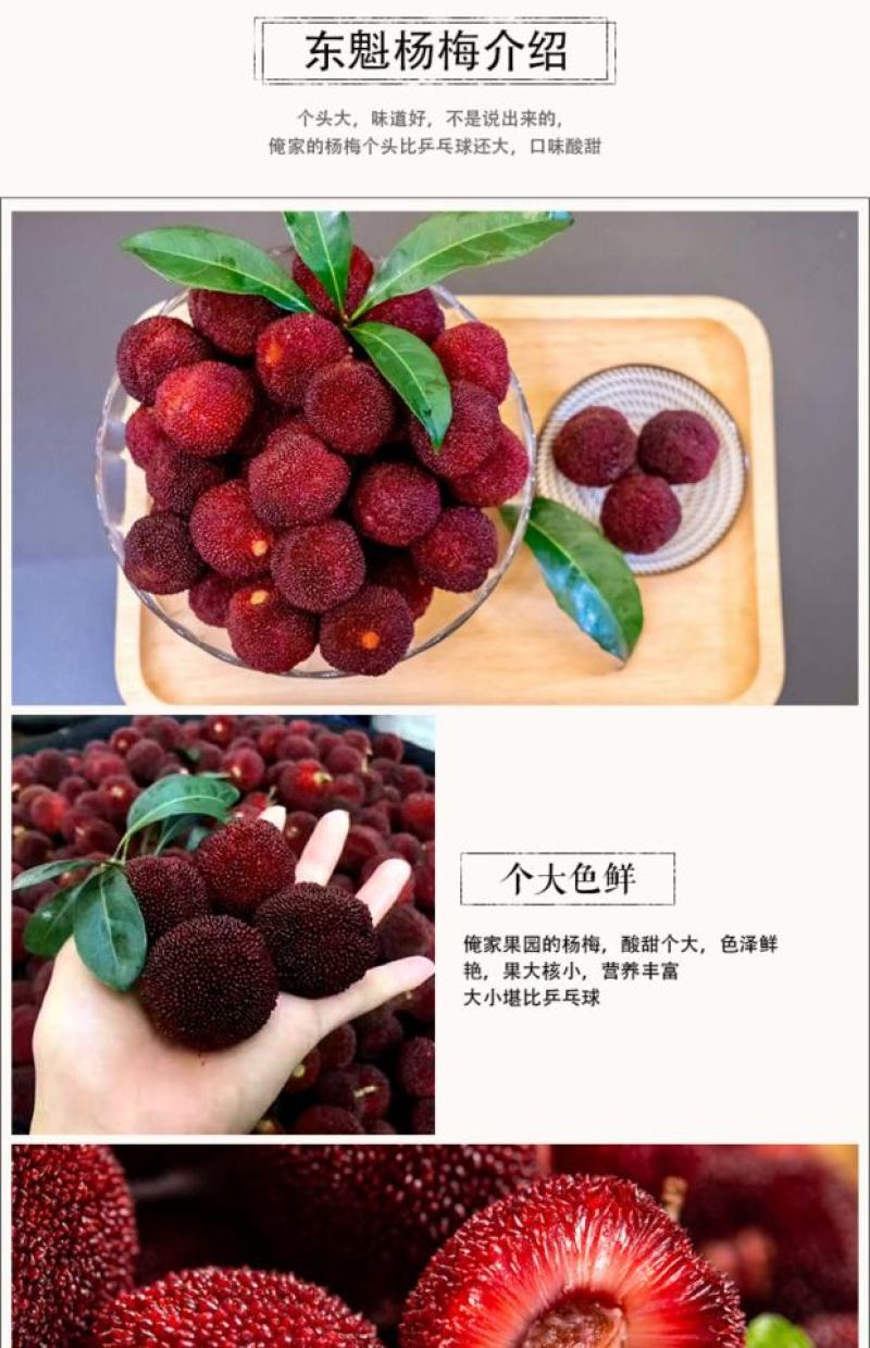 东魁杨梅