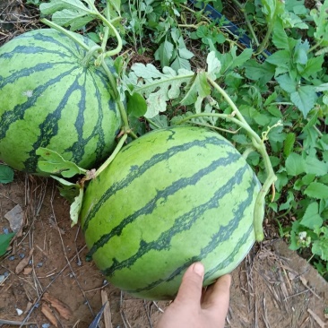 脆甜沙西瓜