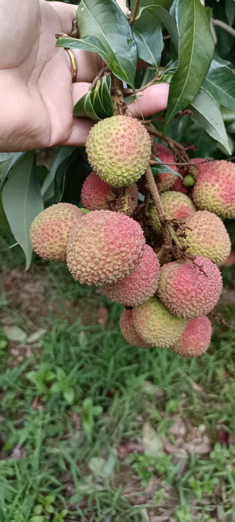 清甜！细核！