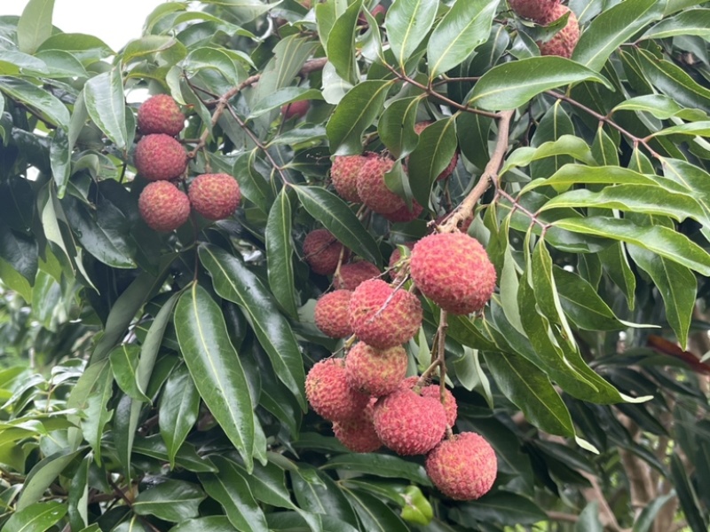 基地直销，大量上市桂味，妃子笑等荔枝