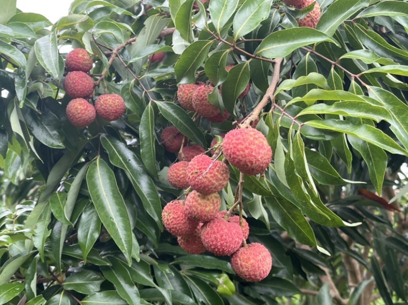 基地直销，大量上市桂味，妃子笑等荔枝