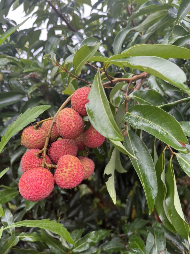 基地直销，大量上市桂味，妃子笑等荔枝