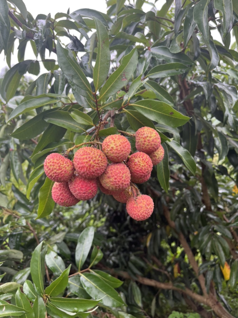 基地直销，大量上市桂味，妃子笑等荔枝