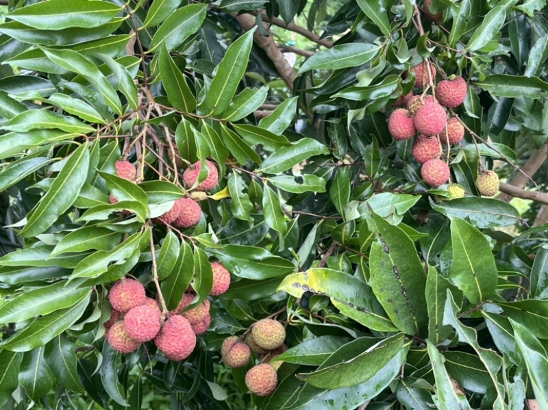 基地直销，大量上市桂味，妃子笑等荔枝