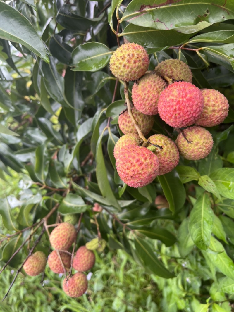 基地直销，大量上市桂味，妃子笑等荔枝