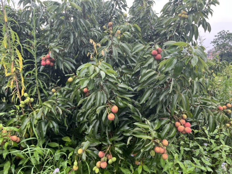 基地直销，大量上市桂味，妃子笑等荔枝