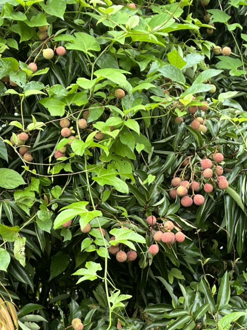 基地直销，大量上市桂味，妃子笑等荔枝